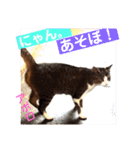 トイプー  アポロⅢ（個別スタンプ：9）