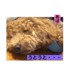 トイプー  アポロⅢ（個別スタンプ：10）