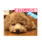 トイプー  アポロⅢ（個別スタンプ：11）