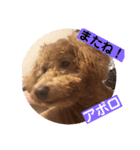 トイプー  アポロⅢ（個別スタンプ：16）