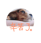 ジョン トヨダの毎日中国語（個別スタンプ：10）