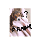 ジョン トヨダの毎日中国語（個別スタンプ：14）