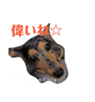 ダックスその他の愉快な仲間たちの日常14（個別スタンプ：2）