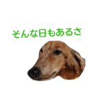 ダックスその他の愉快な仲間たちの日常14（個別スタンプ：7）