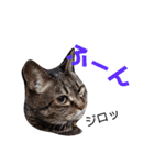 ダックスその他の愉快な仲間たちの日常14（個別スタンプ：12）