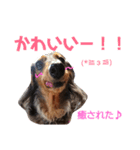 ダックスその他の愉快な仲間たちの日常14（個別スタンプ：13）