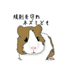 We are CHIKENers ！ モルモットスタンプ（個別スタンプ：21）