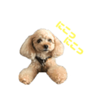 アイドル犬・エソラくん（喜怒哀楽Ver.）（個別スタンプ：1）