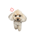 アイドル犬・エソラくん（喜怒哀楽Ver.）（個別スタンプ：2）