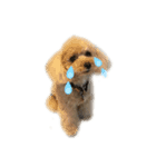 アイドル犬・エソラくん（喜怒哀楽Ver.）（個別スタンプ：3）