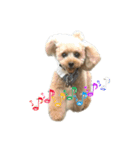 アイドル犬・エソラくん（喜怒哀楽Ver.）（個別スタンプ：4）