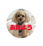 アイドル犬・エソラくん（喜怒哀楽Ver.）（個別スタンプ：5）