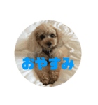 アイドル犬・エソラくん（喜怒哀楽Ver.）（個別スタンプ：6）