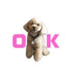 アイドル犬・エソラくん（喜怒哀楽Ver.）（個別スタンプ：7）
