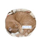 マメスタンプ（個別スタンプ：3）