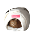 マメスタンプ（個別スタンプ：4）