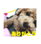 チャノすたんぷ（個別スタンプ：13）