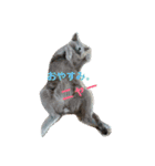 歴代の猫たち（個別スタンプ：1）