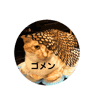 歴代の猫たち（個別スタンプ：2）