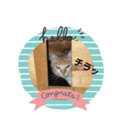 歴代の猫たち（個別スタンプ：3）