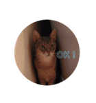 歴代の猫たち（個別スタンプ：4）
