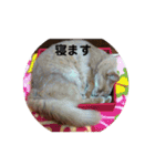 歴代の猫たち（個別スタンプ：6）