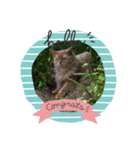 歴代の猫たち（個別スタンプ：7）