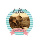 歴代の猫たち（個別スタンプ：8）