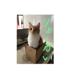歴代の猫たち（個別スタンプ：12）