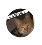 歴代の猫たち（個別スタンプ：14）