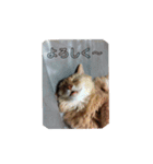 歴代の猫たち（個別スタンプ：15）