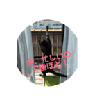 歴代の猫たち（個別スタンプ：16）