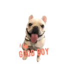 ぶるとんの日々 frenchie Bullton’s days（個別スタンプ：2）