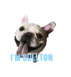ぶるとんの日々 frenchie Bullton’s days（個別スタンプ：4）