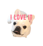 ぶるとんの日々 frenchie Bullton’s days（個別スタンプ：12）