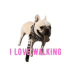 ぶるとんの日々 frenchie Bullton’s days（個別スタンプ：14）