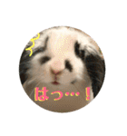 うさぎのモウちゃん。（個別スタンプ：1）