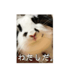 うさぎのモウちゃん。（個別スタンプ：2）