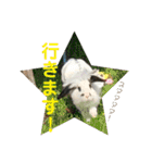 うさぎのモウちゃん。（個別スタンプ：5）