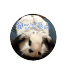うさぎのモウちゃん。（個別スタンプ：6）