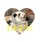 うさぎのモウちゃん。（個別スタンプ：7）
