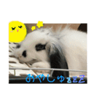 うさぎのモウちゃん。（個別スタンプ：11）