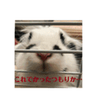 うさぎのモウちゃん。（個別スタンプ：13）