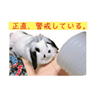 うさぎのモウちゃん。（個別スタンプ：15）