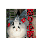 うさぎのモウちゃん。（個別スタンプ：20）