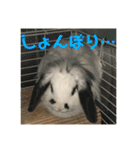 うさぎのモウちゃん。（個別スタンプ：22）