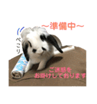 うさぎのモウちゃん。（個別スタンプ：24）