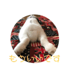 うさぎのモウちゃん。（個別スタンプ：30）