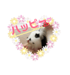 うさぎのモウちゃん。（個別スタンプ：32）