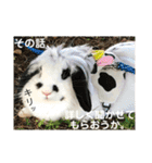 うさぎのモウちゃん。（個別スタンプ：33）